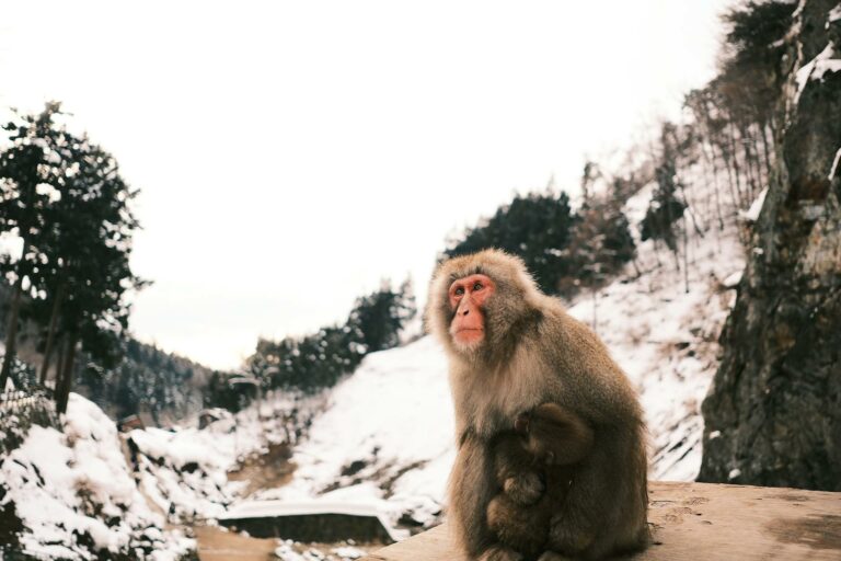 Japanese macaque sitting in snowy terrain with winter foliage.